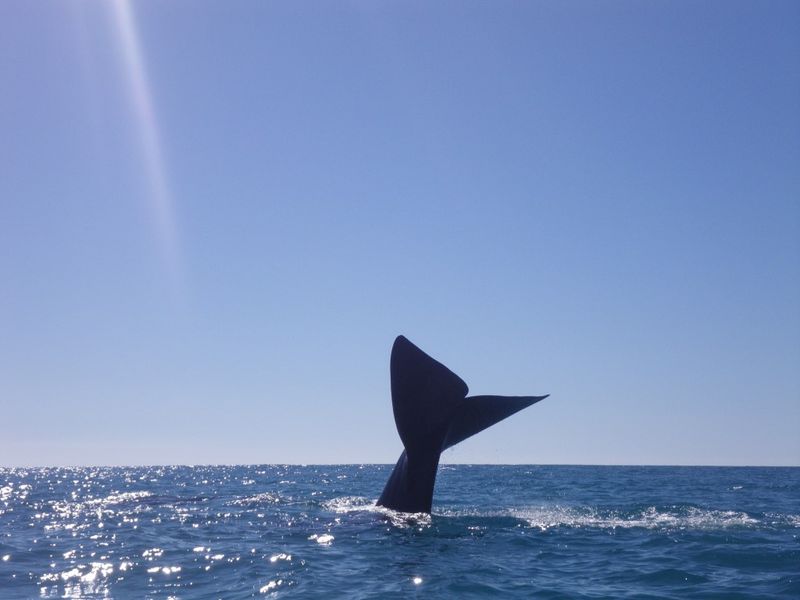 Whales on their way post image
