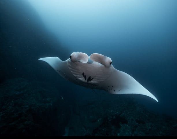 Wolf Rock Dive April 2026. Photo credit: Timothy Baxter