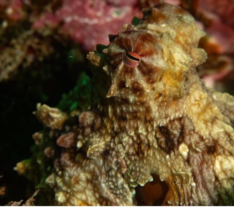 Wolf Rock Dive Report - March 2026 post image