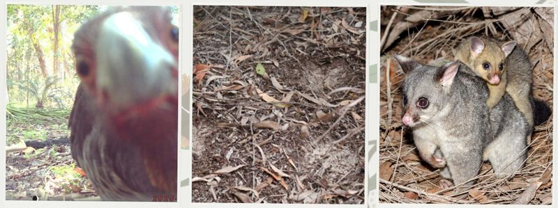 Turn Your Backyard Into A Wildlife Survey Site post image