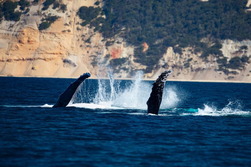 Whales are on their way! Did you spot this stunning photo as our June cover pic? Photo credit: Brendon Harris