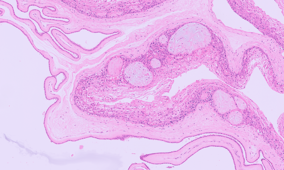 Don't miss out on this Thursday's brand new Forpath live seminar!