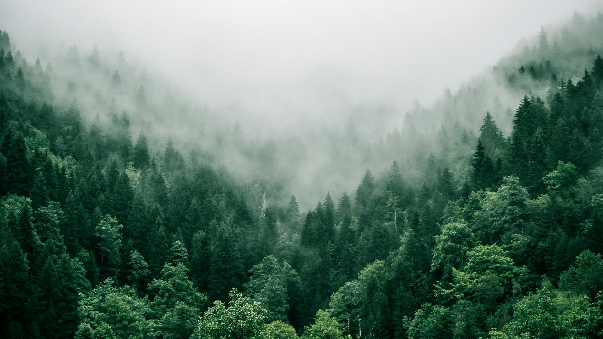 Fog over a forested Great Smoky Mountains valley with no people, logos, or text