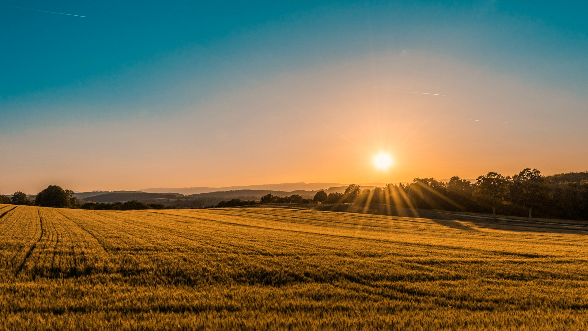 Golden East Tennessee grain field at sunset with a tree line and distant ridges, no people or text