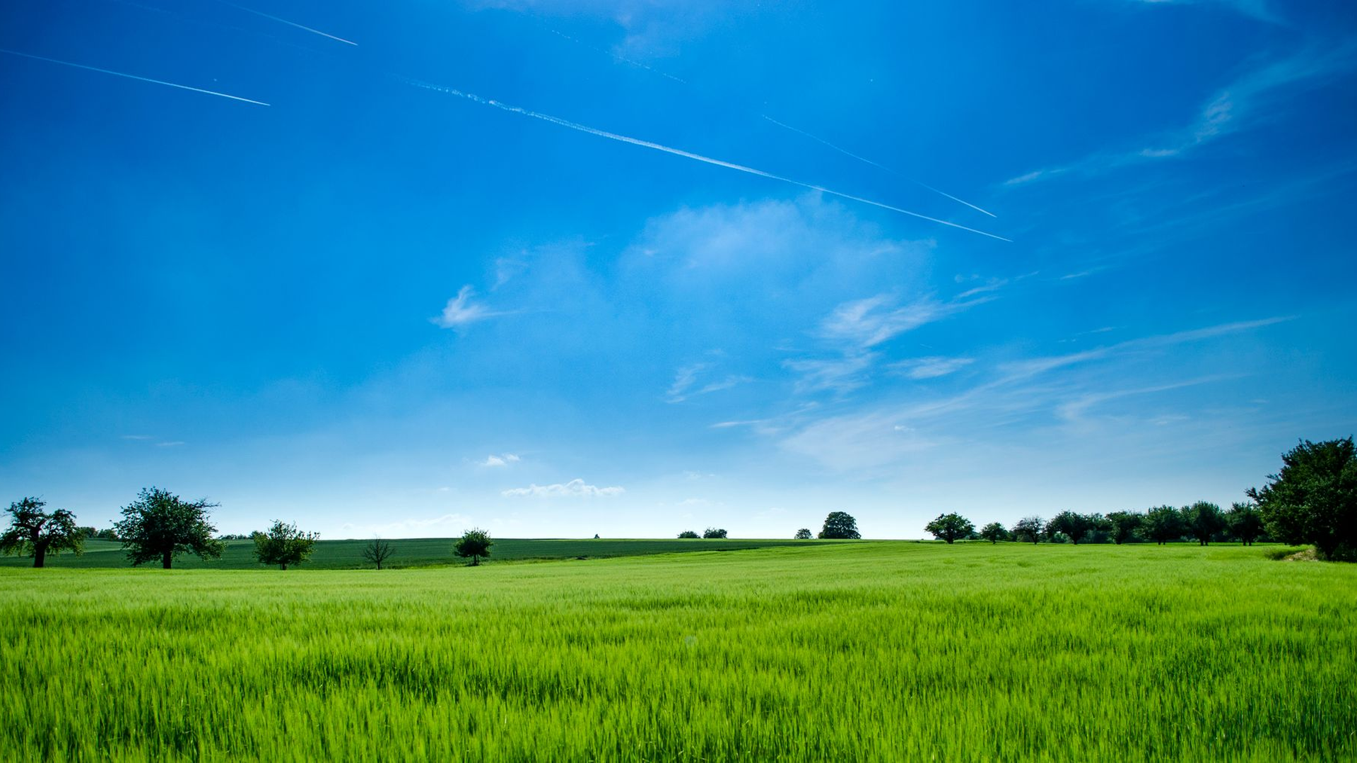 Empty green field and scattered trees under a clear blue sky, with no people, logos, or text