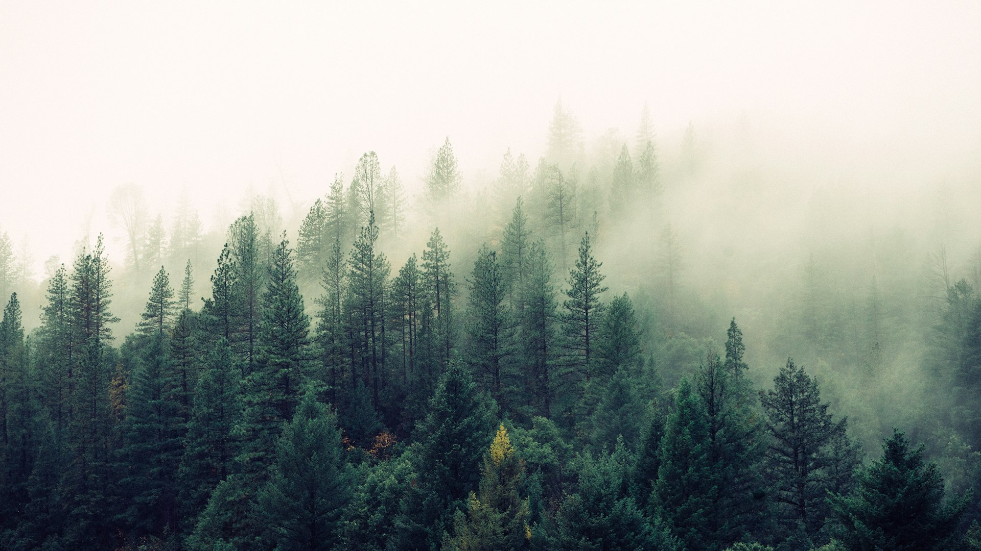 Photoreal misty evergreen forest on a Smoky Mountain slope, no people, logos, or text
