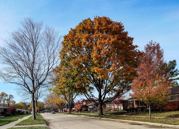 Brentwood Locks In 40% Green Space Rule for New Residential Development