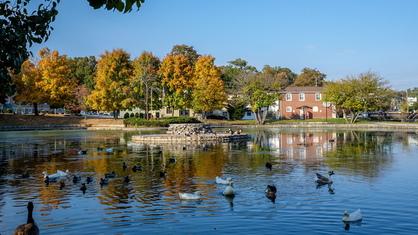 Ducks and geese on Fountain City Lake in Knoxville with autumn trees and a brick building reflected in the water