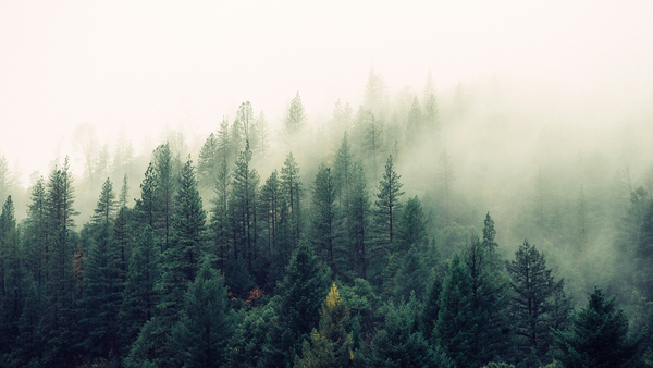 Photoreal misty evergreen forest on a Smoky Mountain slope, no people, logos, or text