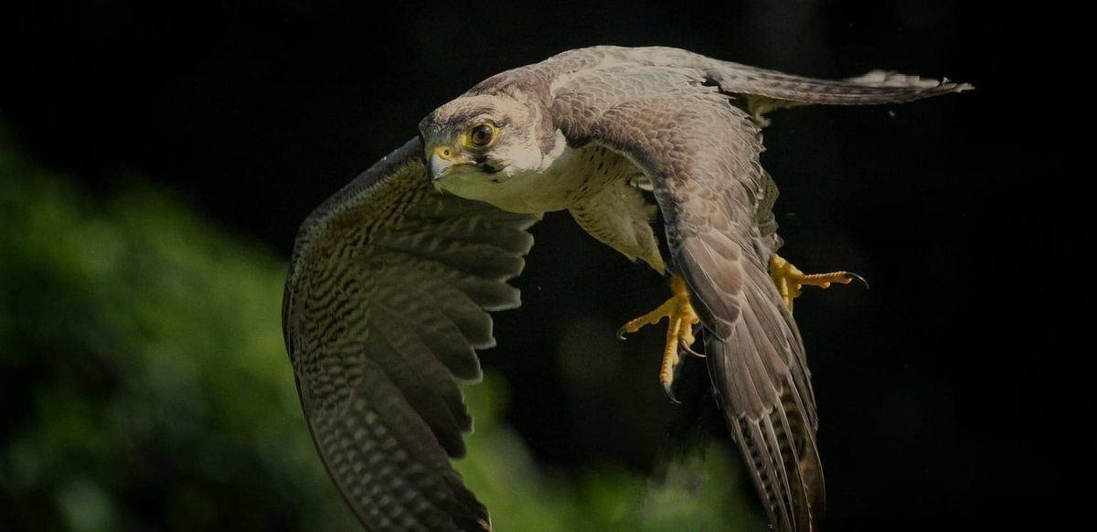 Of Sparrow and Falcon