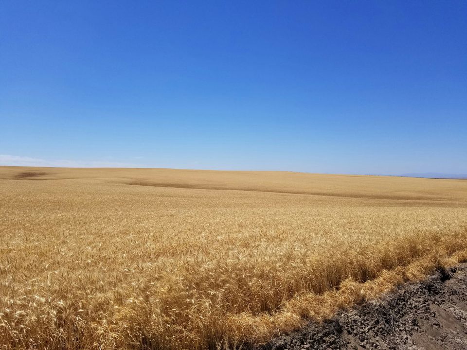 An amber field of grain in Oregon.