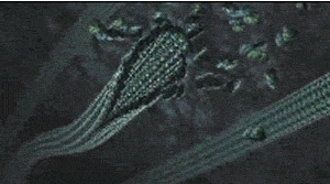 cytoskeleton (1).gif