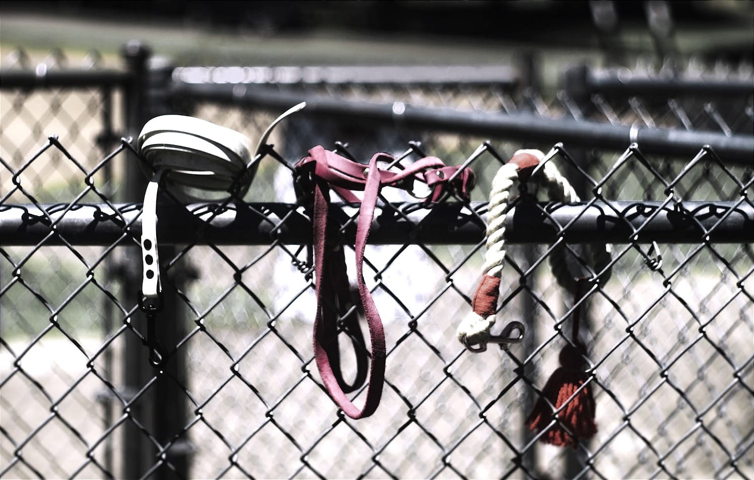a fence with three leashes on it; two are made of leather and one leash is made of rope, showcasing how modern system subscriptions become a leash in metaphor form.