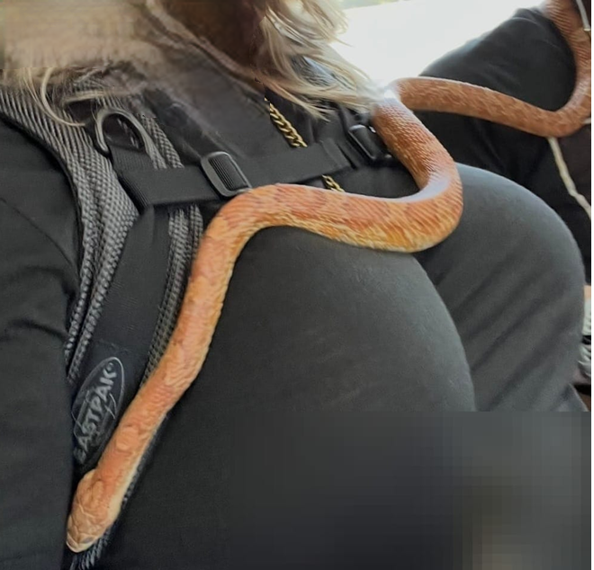 Close-up metro selfie of a corn snake draped across a seated passenger’s black shirt, shoulder, and backpack strap.
