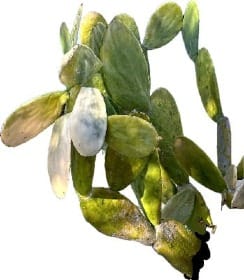 A prickly pear. Some pads are bright green, while other pads have a dull gray-green color, displaying a natural pruning process, initiated by the plant itself deciding what to keep and what to let die.