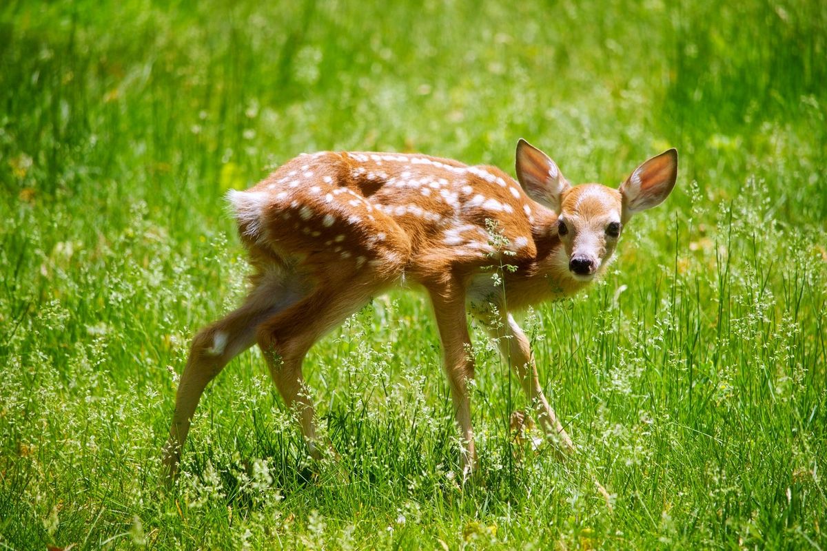 A young fawn stands in tall green grass, its body angled tightly and its head turned toward the camera, appearing alert and braced.