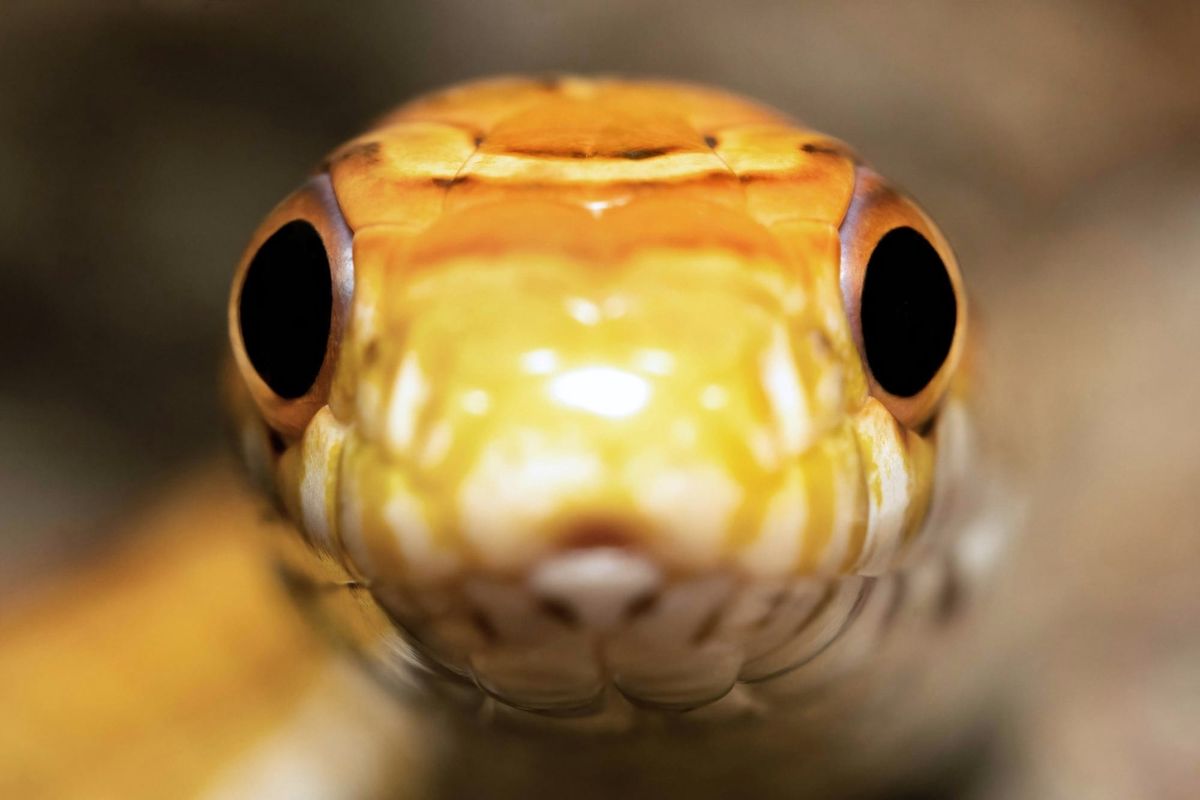 Extreme close-up of an orange and yellow corn snake staring directly into the camera lens.
