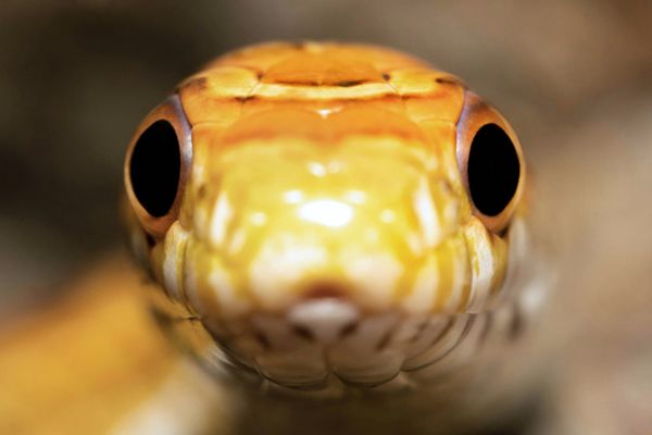 Extreme close-up of an orange and yellow corn snake staring directly into the camera lens.