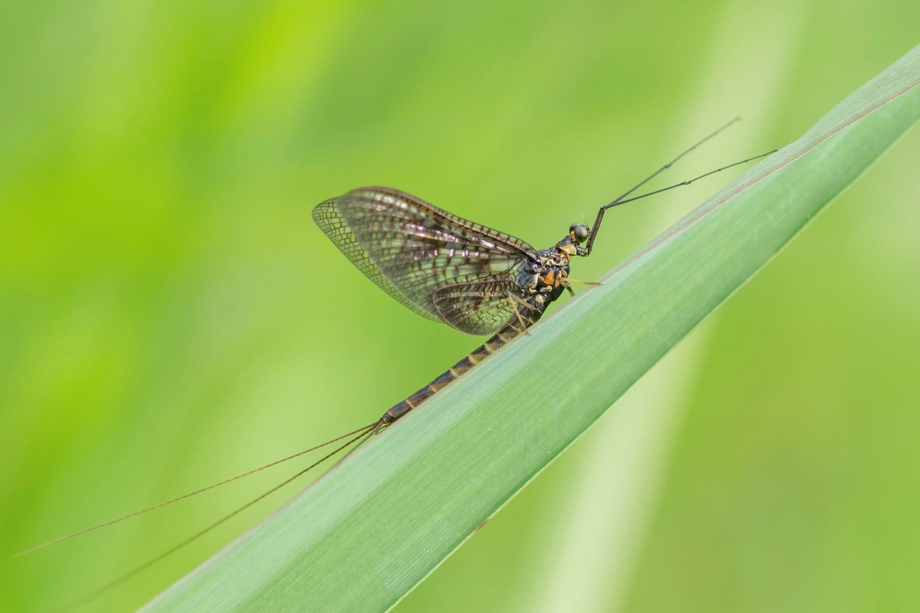 Detailed macro image of a mayfly resting on a vibrant green leaf.