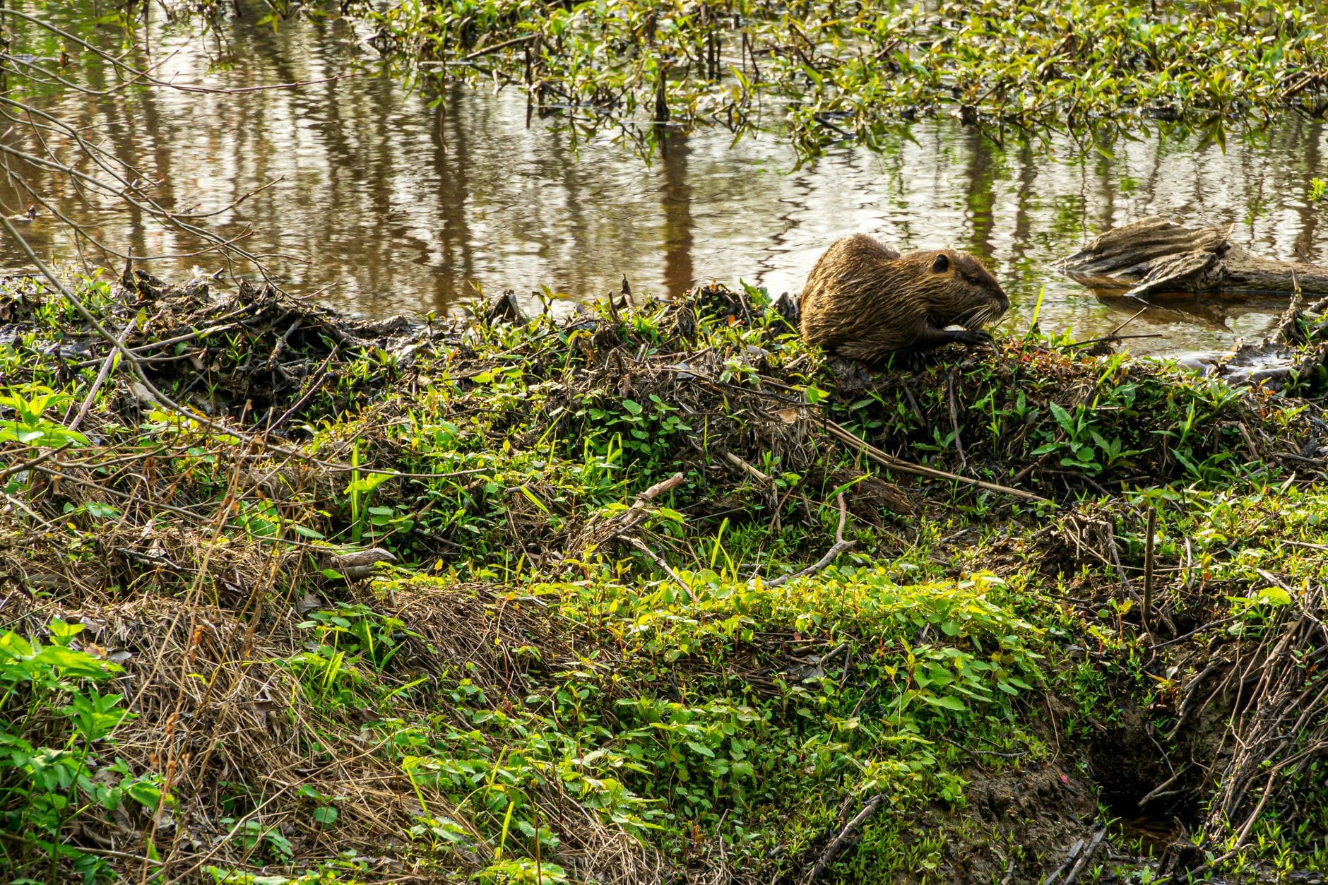 A beaver sits near the water's edge in lush greenery at a wetland area.