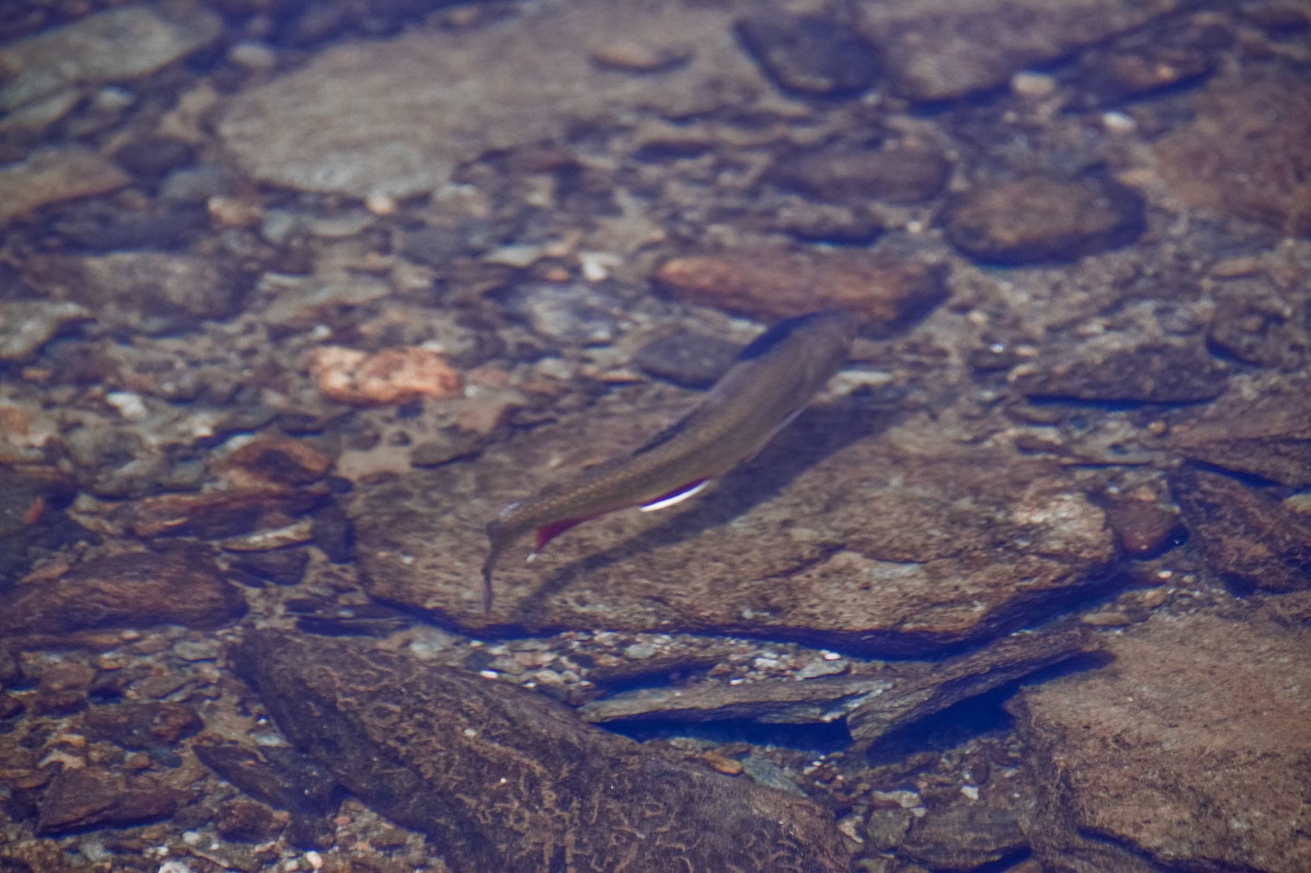 A close-up view of a trout swimming among river stones underwater, showcasing natural textures.