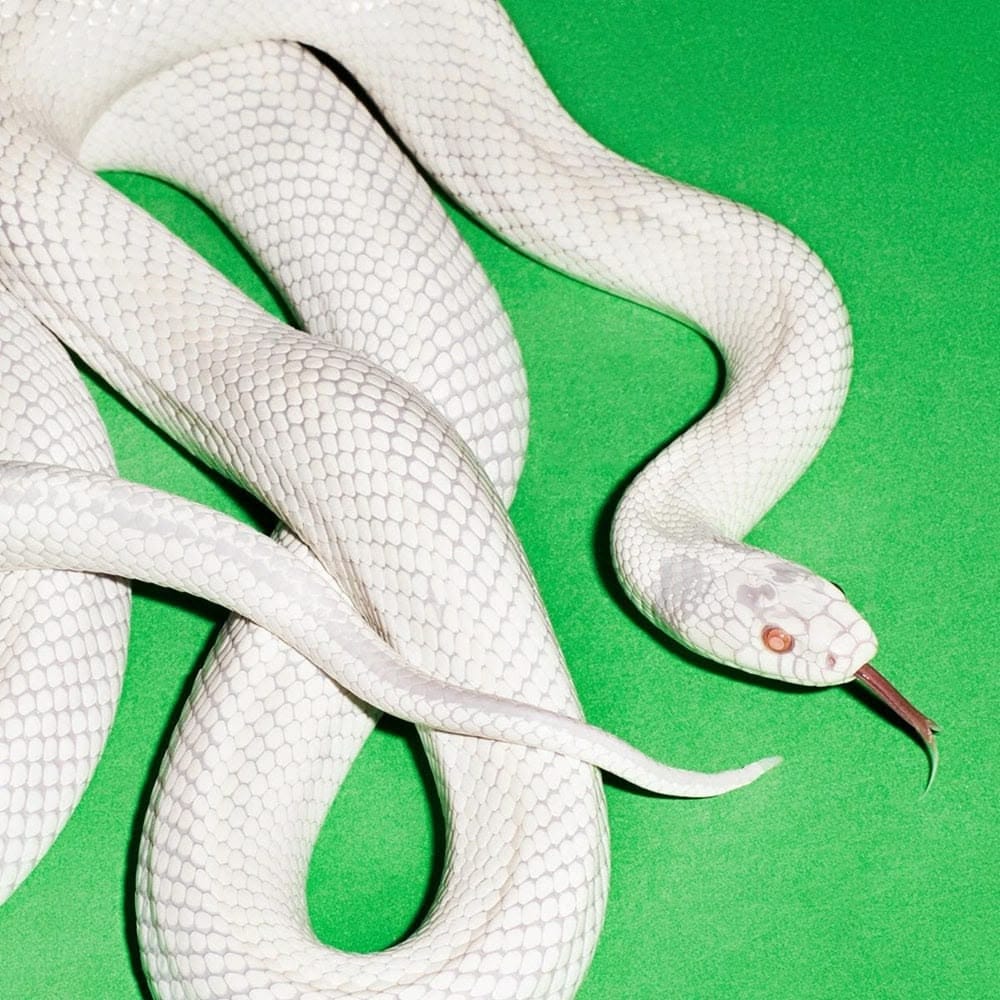 Cover of the Deftones album Private Music, showing a coiled white snake with red eyes and tongue extended against a bright green background.