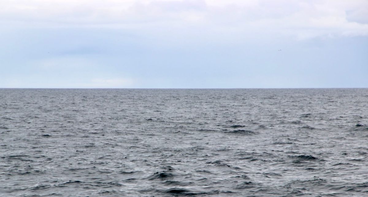 Trump’s Marine Murders