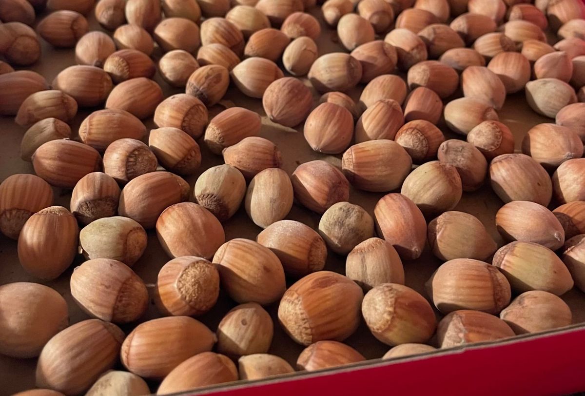 a bunch of hazelnuts