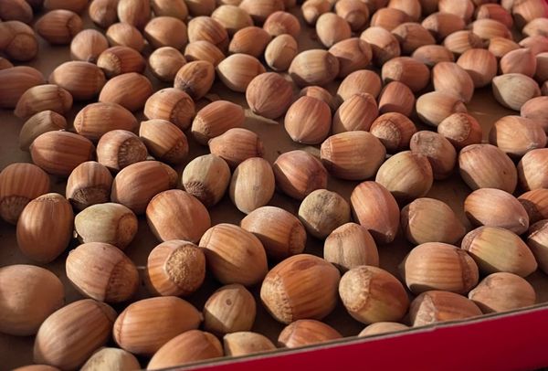 a bunch of hazelnuts