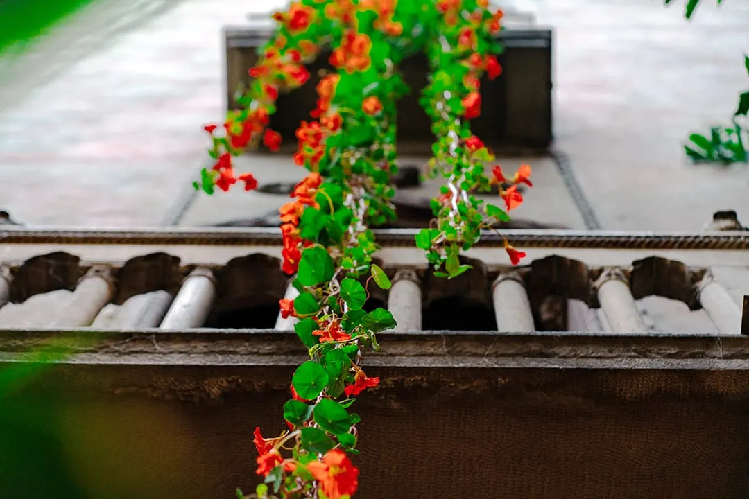 El Isabella Stewart Gardner Museum comienza la primavera con flores de Latinoamérica