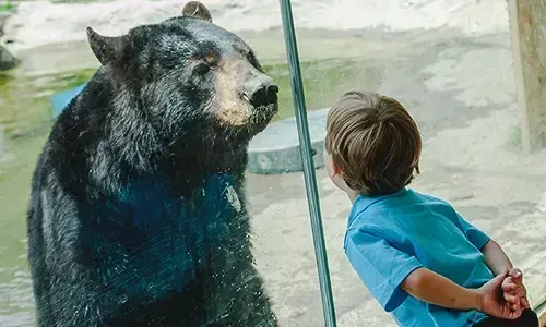 El Stone Zoo invita a los niños a jugar al doctor con sus peluches