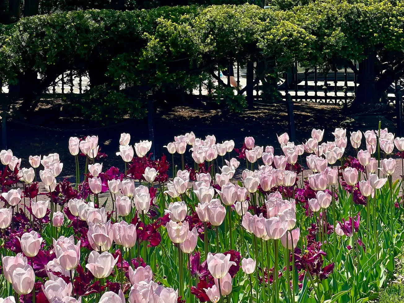 ¿Qué hacer en Boston esta semana del 19 al 25 de mayo?