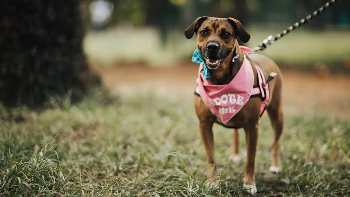 El Boston Children’s Museum ofrece una noche de adopción de mascotas
