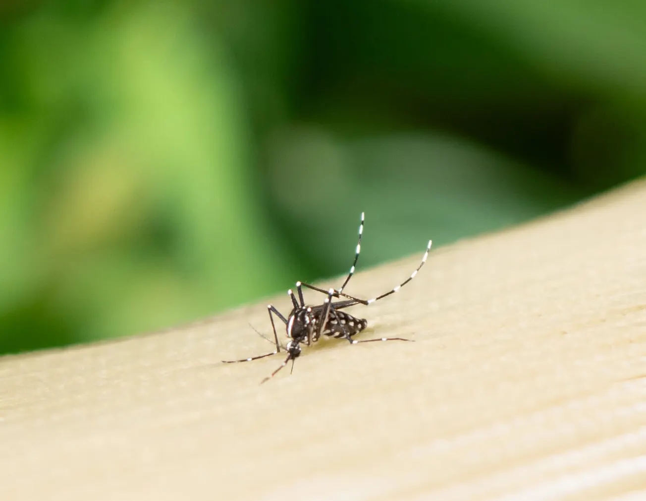 Estados Unidos… ¿en riesgo de tener dengue endémico?