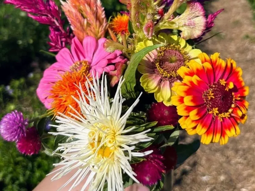 ¿Dónde recoger flores y productos frescos en Massachusetts este verano?