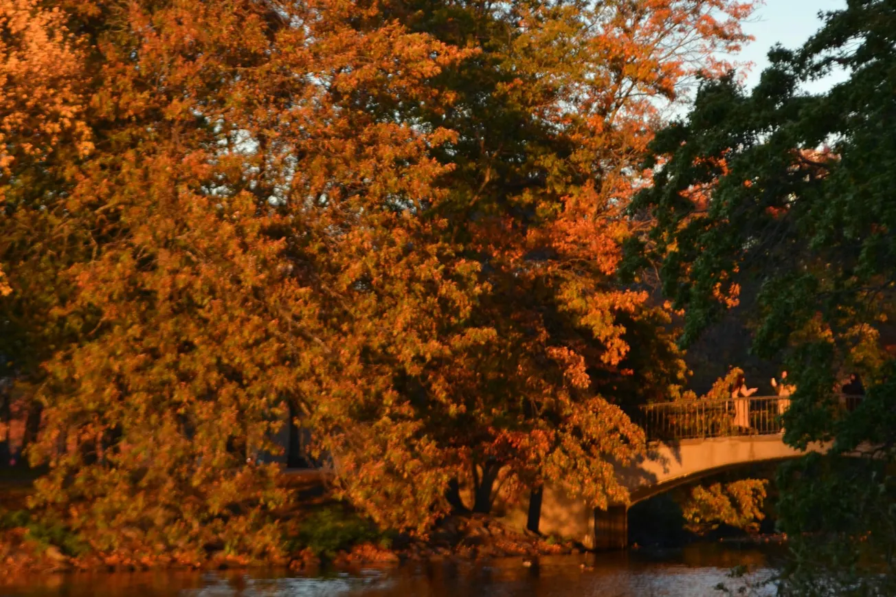 ¿Qué hacer en Boston esta semana del 3 al 9 de noviembre?