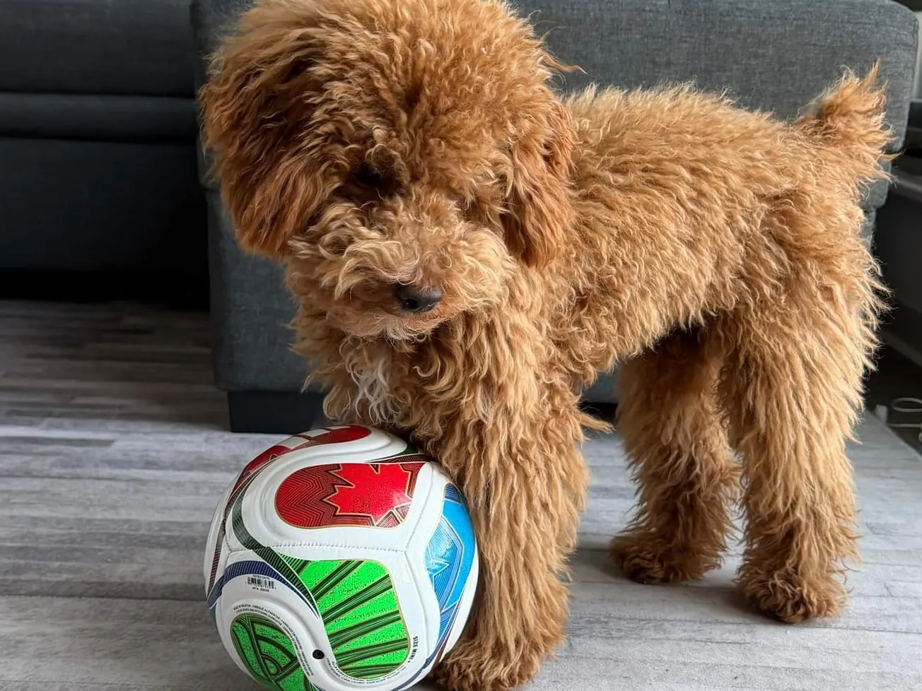 El primer World Pup Cup llega a Everett, donde cachorros adoptables jugarán fútbol