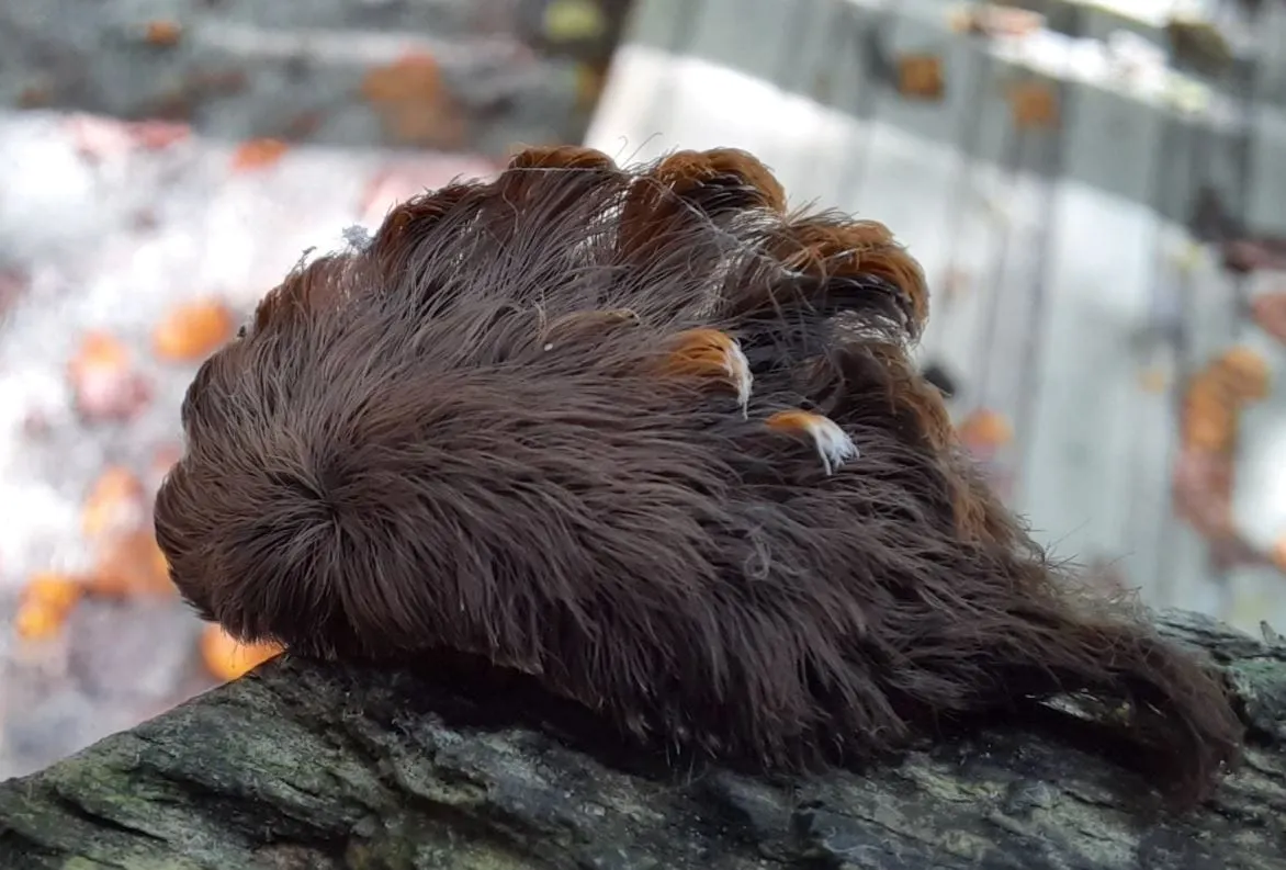 Autoridades de Virginia reportan avistamiento de oruga venenosa