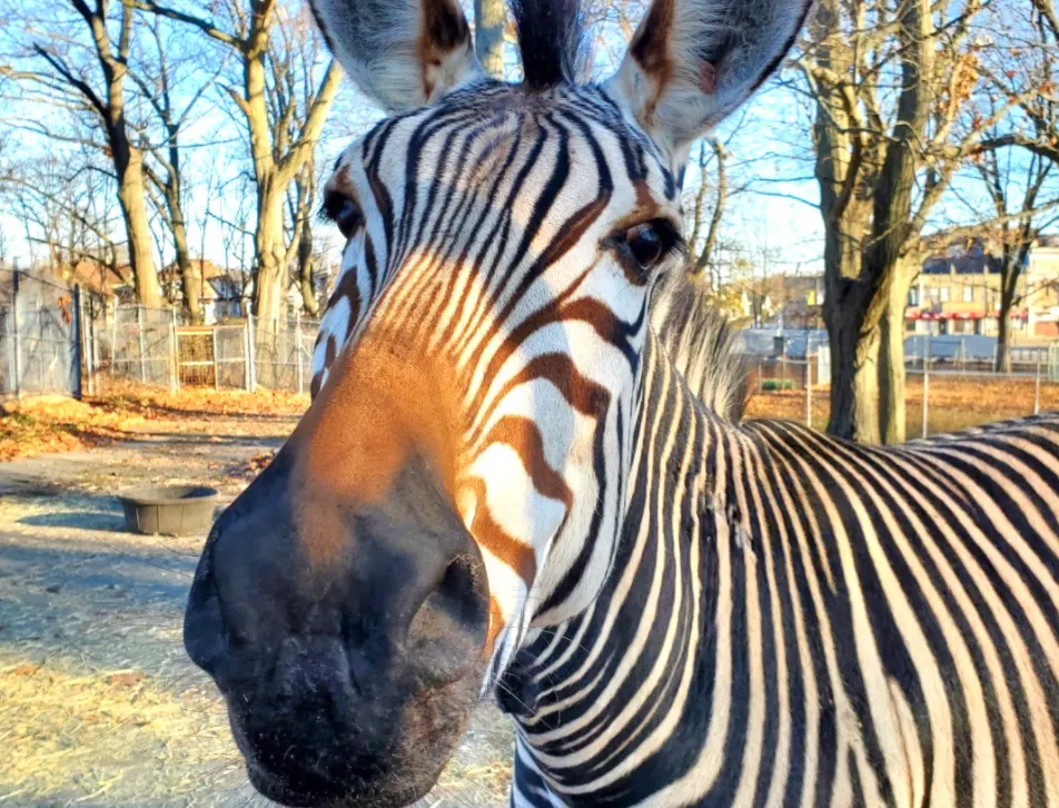Zoo New England ofrece experiencia virtual con animales durante las vacaciones de invierno