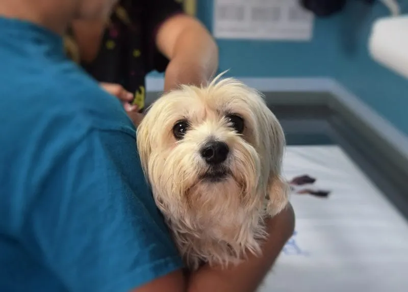 Rusia anuncia la primera vacuna contra el COVID-19 para mascotas