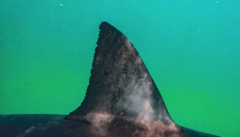Tiburones merodean cerca de las orillas en playas de MA