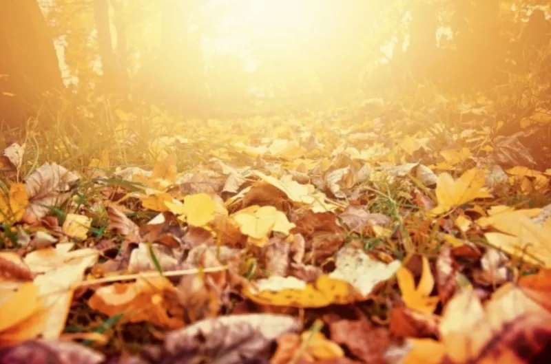 El otoño llegará tarde, pero durará más, según predicciones climáticas de Massachusetts