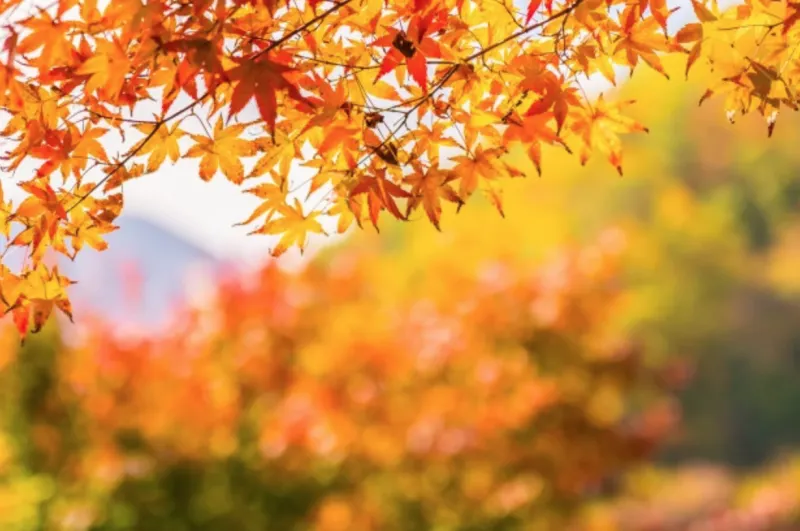 Con este mapa interactivo sabrás cuándo cambiarán las hojas en MA