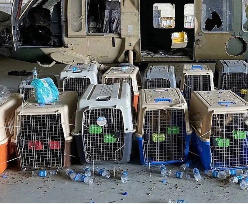 Perros en Afganistán