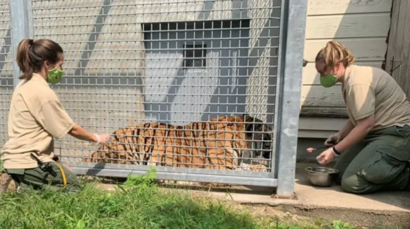 Zoo New England empieza a vacunar a sus animales contra el COVID-19
