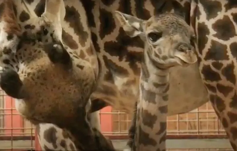 Nace jirafa Masai en el Zoo de Boston