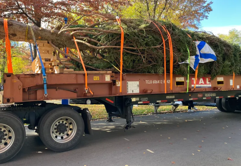 Árbol de Navidad oficial de Boston llega al Common