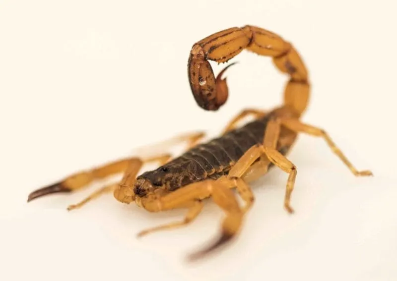 Escorpiones, serpientes y granizo. Egipto atraviesa dificultades por inundaciones