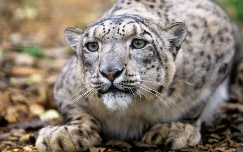 Por COVID-19 mueren tres leopardos de las nieves en Nebraska