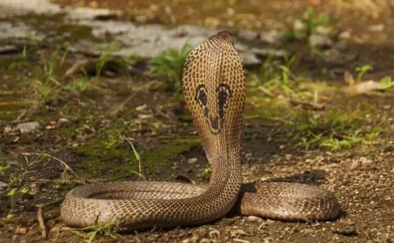 Asesinar mujeres con serpientes. Esta práctica se ha vuelto común en la India